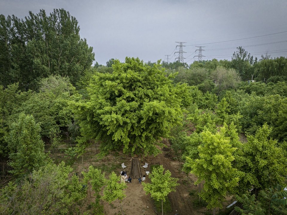 竹装置 –“Tree of Life”/ UK Studio