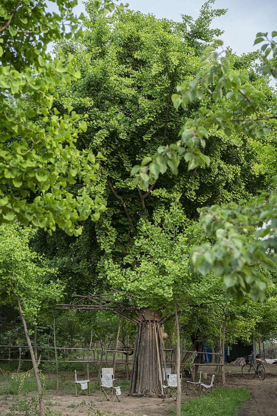 竹装置 –“Tree of Life”/ UK Studio
