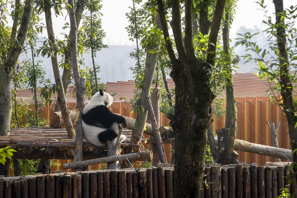 成都熊猫新舍 / EID Arch 姜平工作室 成都熊猫新舍 / EID Arch 姜平工作室