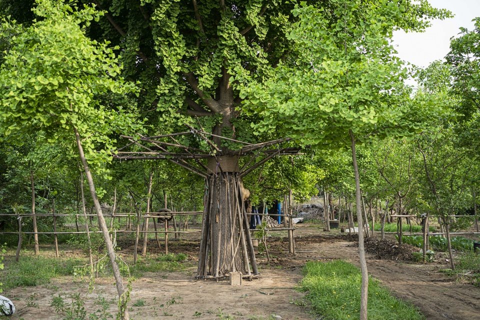 竹装置 –“Tree of Life”/ UK Studio