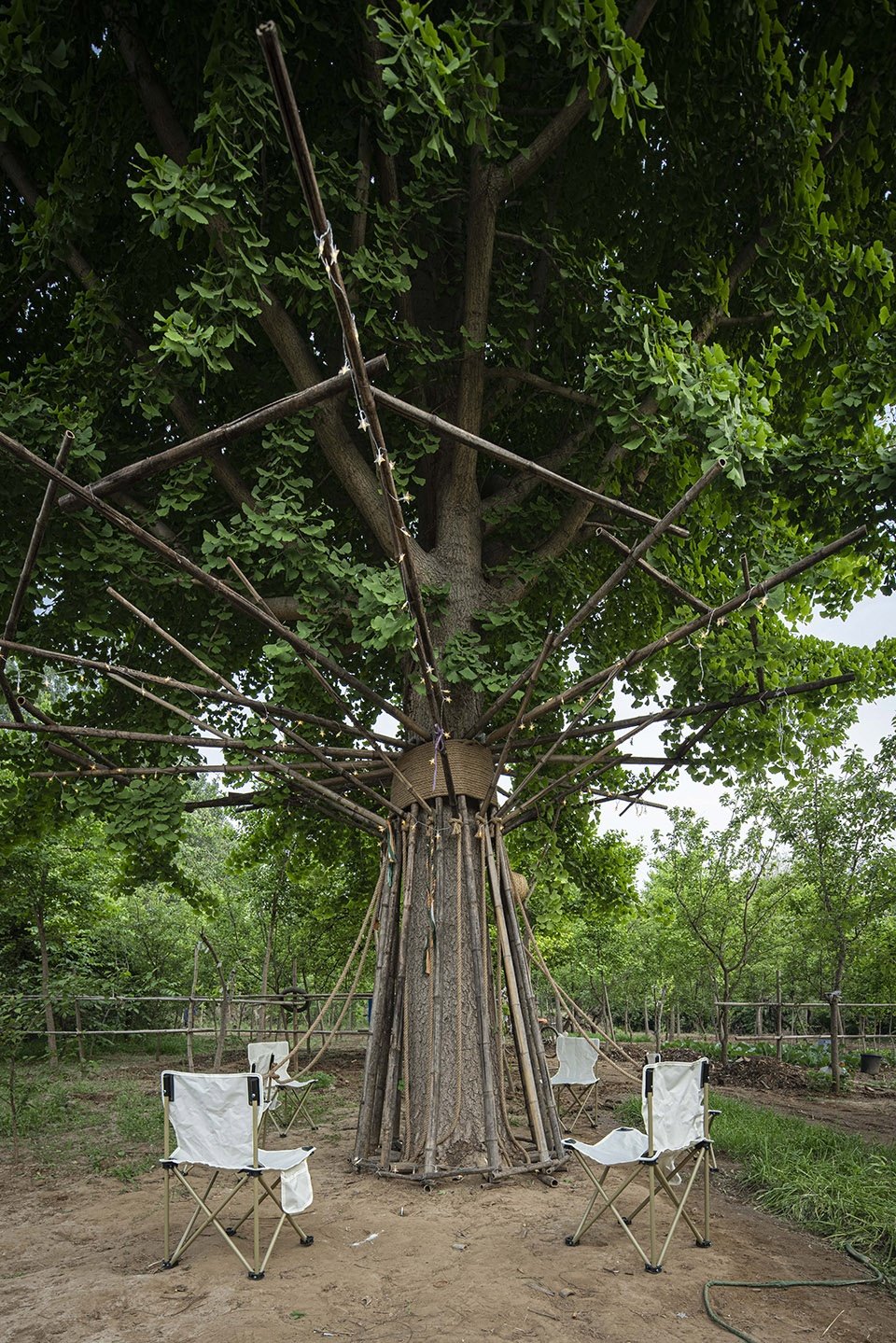 竹装置 –“Tree of Life”/ UK Studio
