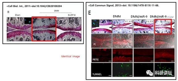 韩国圆光大学 Eun-Jung Jin 教授被指论文造假