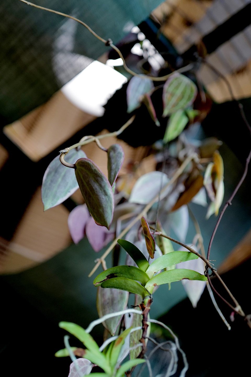 京都 NOMA 餐厅，日本 / OEO STUDIO