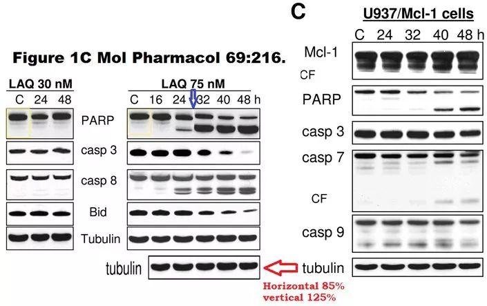 Steven Grant 院士 40 余篇论文被举报学术不端