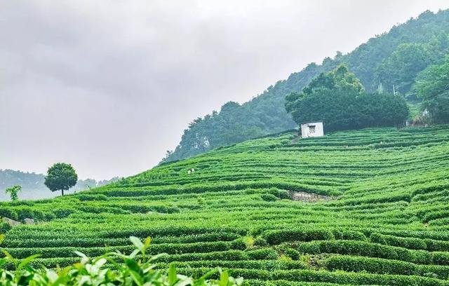 慢下来去生活,一壶茶、一晃神、一阵雨 慢下来去生活,一壶茶、一晃神、一阵雨