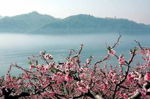 他隐居千岛湖,在 3000 亩桃源改造老房终圆田园梦 他隐居千岛湖,在 3000 亩桃源改造老房终圆田园梦