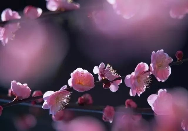 他隐居千岛湖,在 3000 亩桃源改造老房终圆田园梦 他隐居千岛湖,在 3000 亩桃源改造老房终圆田园梦