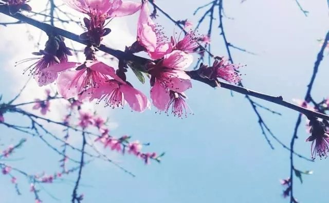 他隐居千岛湖,在 3000 亩桃源改造老房终圆田园梦 他隐居千岛湖,在 3000 亩桃源改造老房终圆田园梦