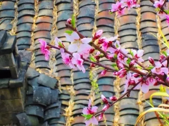 他隐居千岛湖,在 3000 亩桃源改造老房终圆田园梦 他隐居千岛湖,在 3000 亩桃源改造老房终圆田园梦