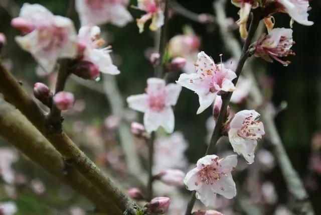 他隐居千岛湖,在 3000 亩桃源改造老房终圆田园梦 他隐居千岛湖,在 3000 亩桃源改造老房终圆田园梦