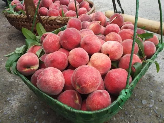 他隐居千岛湖,在 3000 亩桃源改造老房终圆田园梦 他隐居千岛湖,在 3000 亩桃源改造老房终圆田园梦