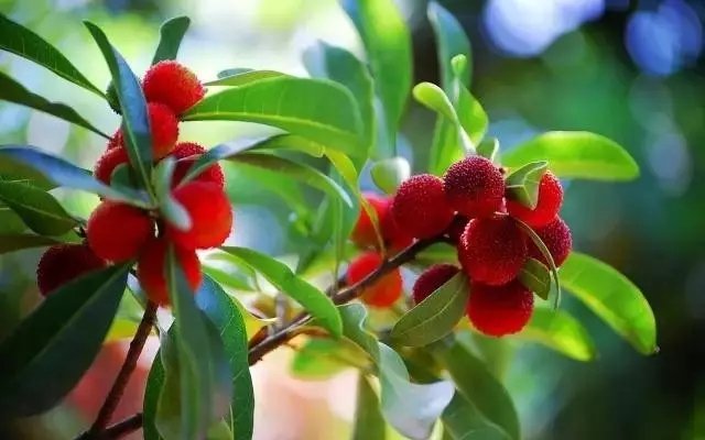 他隐居千岛湖,在 3000 亩桃源改造老房终圆田园梦 他隐居千岛湖,在 3000 亩桃源改造老房终圆田园梦