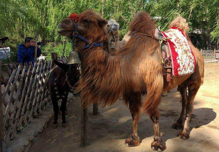 真正的乡村民宿生活?度假式深度体验游? 真正的乡村民宿生活?度假式深度体验游?