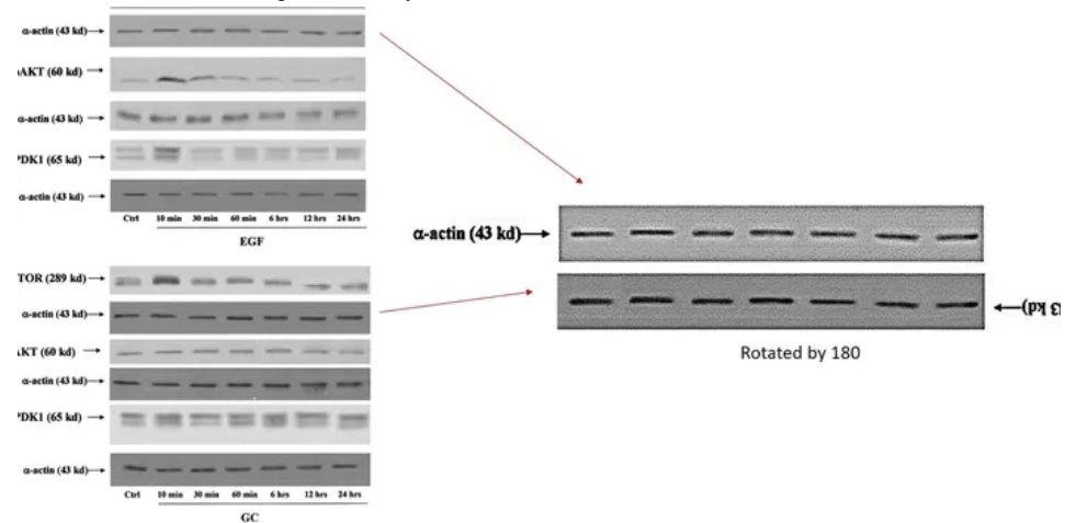 意大利马尔凯理工大学 Gianluca 教授被质疑学术造假