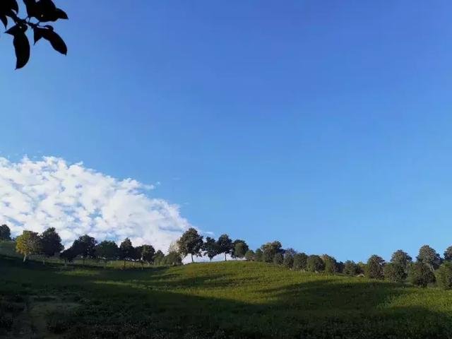 静下心来,感受茶园里的这份静谧 静下心来,感受茶园里的这份静谧