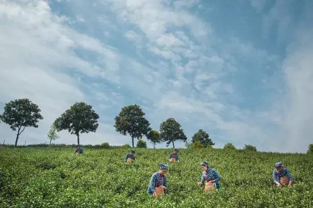 静下心来,感受茶园里的这份静谧 静下心来,感受茶园里的这份静谧