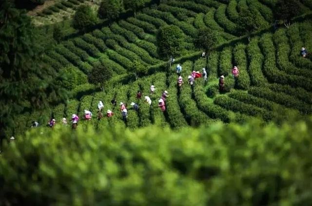 静下心来,感受茶园里的这份静谧 静下心来,感受茶园里的这份静谧