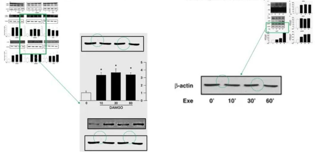 意大利马尔凯理工大学 Gianluca 教授被质疑学术造假
