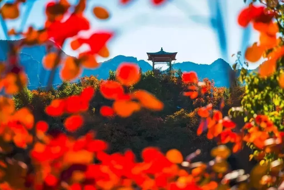 这个金秋里的绝美民宿,获得了国际大奖! 这个金秋里的绝美民宿,获得了国际大奖!