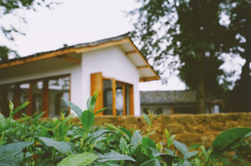 茶园民宿:看晨雾泛起,看落日余晖...... 茶园民宿:看晨雾泛起,看落日余晖......