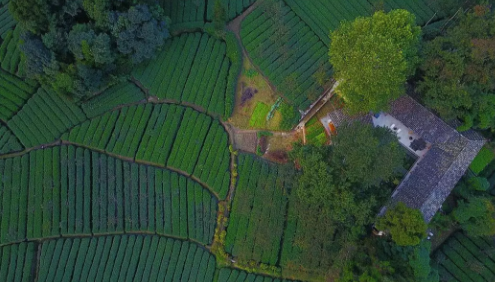 茶园民宿:看晨雾泛起,看落日余晖...... 茶园民宿:看晨雾泛起,看落日余晖......