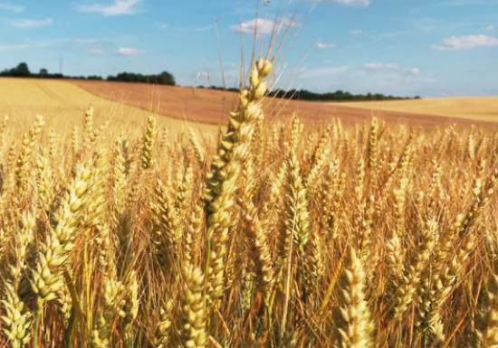 乡村民宿景观设计有哪些要点？