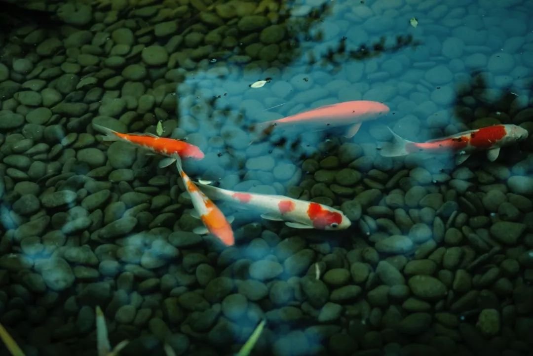 巴金先生的爷爷的故居,巴适小院 巴金先生的爷爷的故居,巴适小院