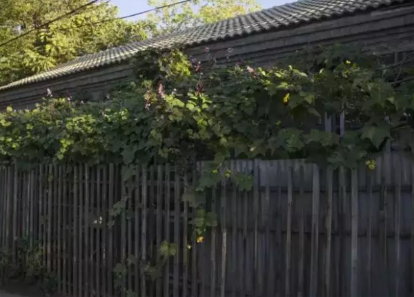 清华园里的名人故居,你知道哪些? 清华园里的名人故居,你知道哪些?