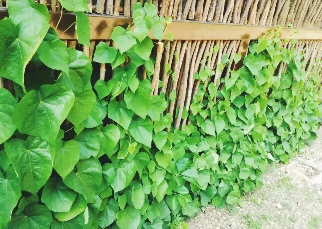 他用 4.5 万根廉价柴火棍，搭建了一个世外桃源！