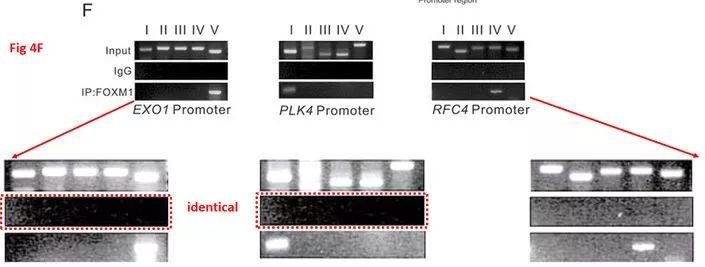 著名韩国癌症研究科学家 Ju-Seog Lee 多篇论文涉嫌学术不端