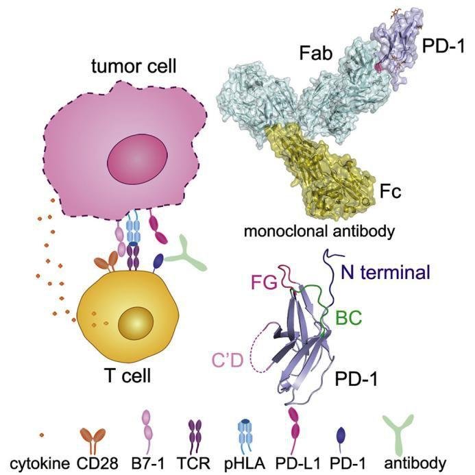 中科院高福院士课题组 2019 年发表的重要的研究成果