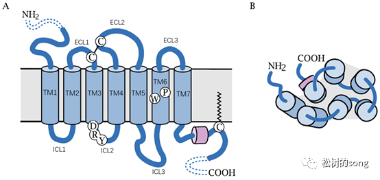 关于“饶毅教授质疑裴钢院士”