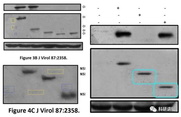印度院士被举报 16 篇 SCI 论文造假，却赖账不承认