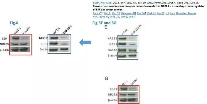 著名韩国癌症研究科学家 Ju-Seog Lee 多篇论文涉嫌学术不端