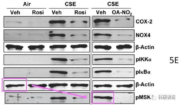 因图像造假被撤稿竟起诉杂志