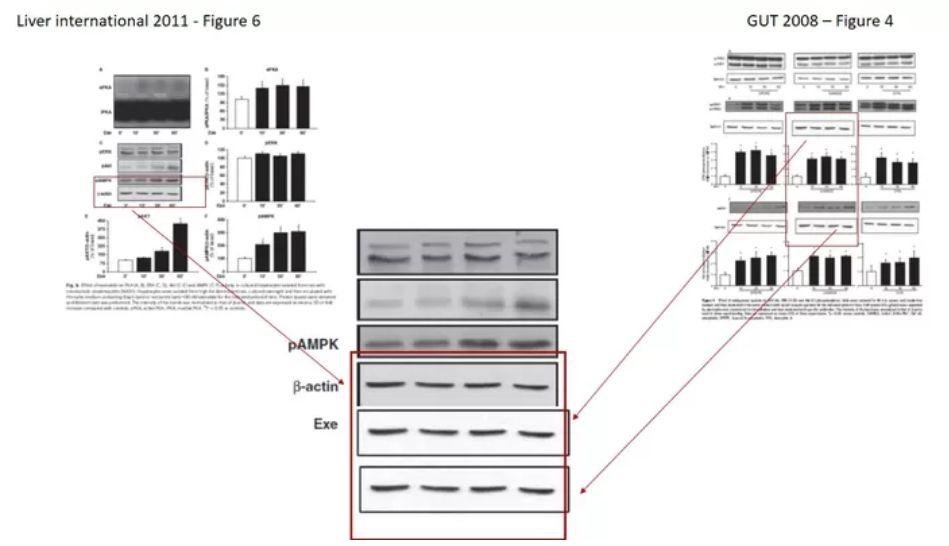 意大利马尔凯理工大学 Gianluca 教授被质疑学术造假