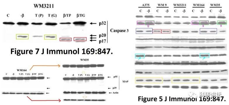 印度院士被举报 16 篇 SCI 论文造假，却赖账不承认