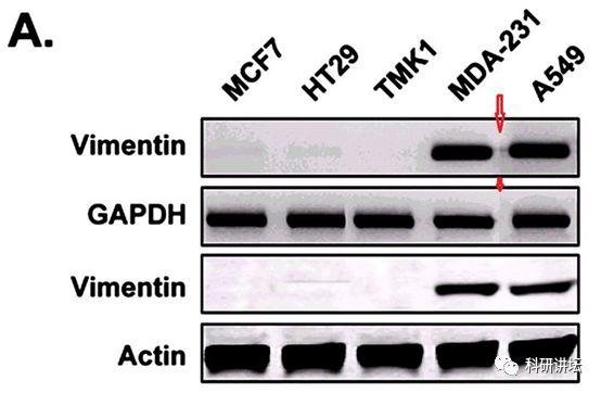 院士兼校长 Mien-Chie Hung(洪明奇)涉嫌学术不端，造假文章十余篇