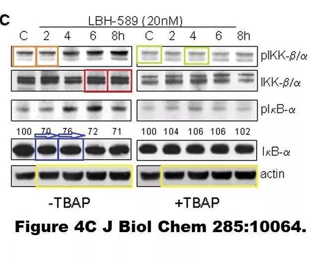 Steven Grant 院士 40 余篇论文被举报学术不端