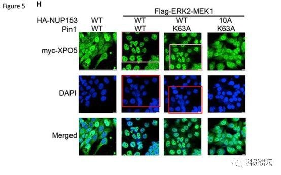 院士兼校长 Mien-Chie Hung(洪明奇)涉嫌学术不端，造假文章十余篇