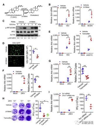 王红艳获得优青和杰青后再次在顶级期刊上发表论文