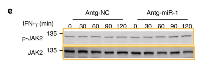 曹雪涛最新论文再遭质疑，受质疑论文总数 64 篇 (附全部名单)
