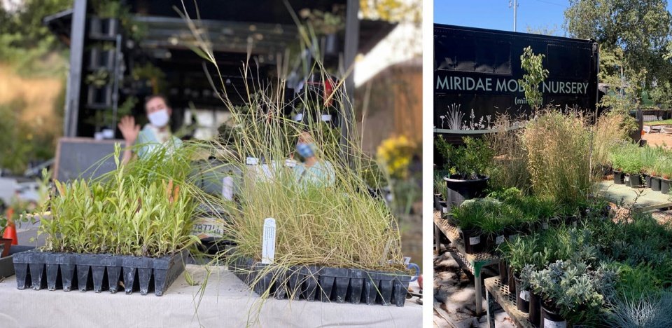 2022 ASLA 传播类荣誉奖: 移动苗圃: 培养本地植物社区，美国加州 / Miridae