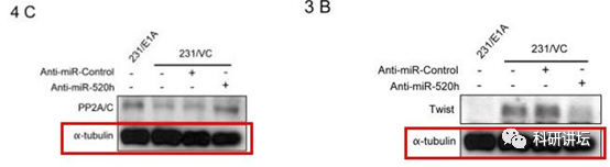 院士兼校长 Mien-Chie Hung(洪明奇)涉嫌学术不端，造假文章十余篇