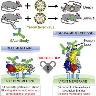 中科院高福院士课题组 2019 年发表的重要的研究成果