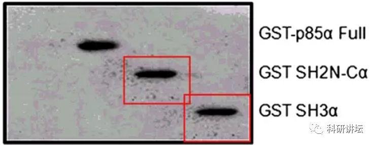 印度院士被举报 16 篇 SCI 论文造假，却赖账不承认