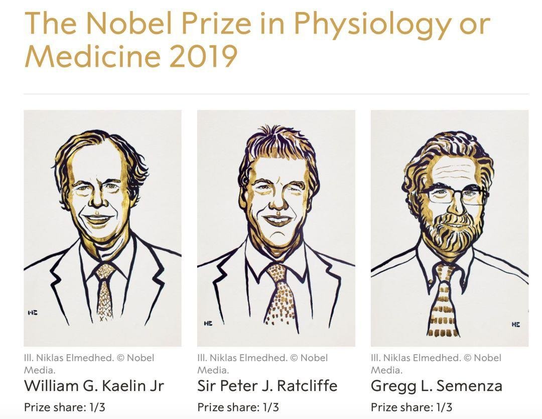10 月 7 日「氧感知通路」获 2019 年诺贝尔生理学或医学奖