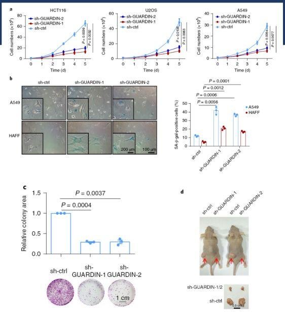 吴缅:lncRNA 神人 2 个月连发 PNAS 和 Nature 子刊