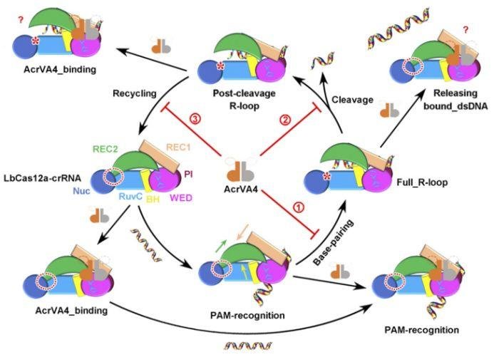 中科院高福院士课题组 2019 年发表的重要的研究成果