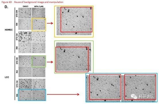 院士兼校长 Mien-Chie Hung(洪明奇)涉嫌学术不端，造假文章十余篇